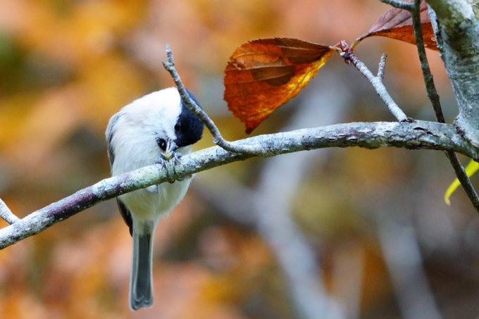 英語喫茶ホーム画像