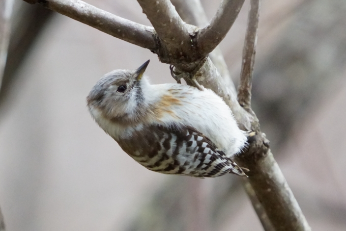 英語喫茶ホーム画像