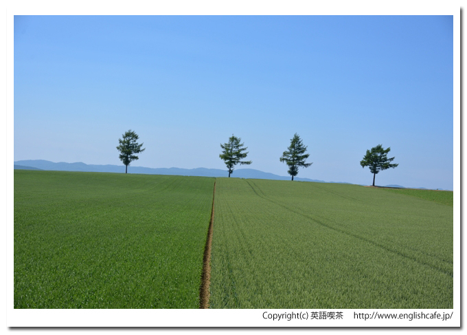 メルヘンの丘、メルヘンの丘の木々と畑にズームアップ（北海道大空町）