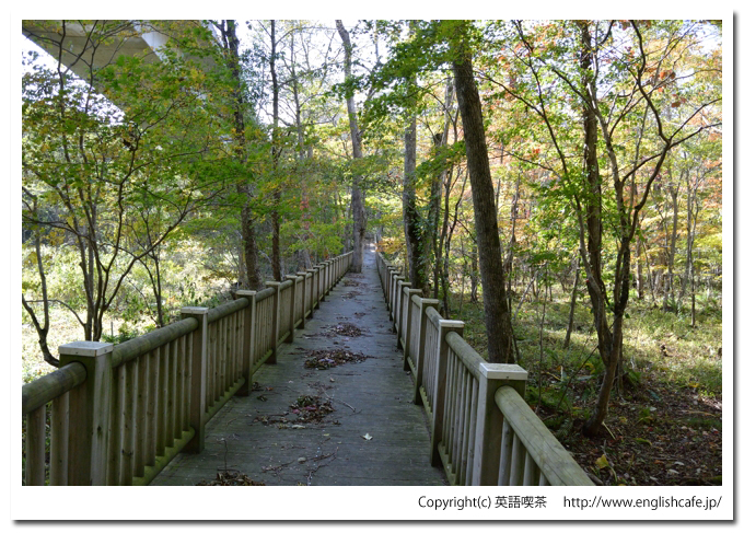 ポロト自然休養林、植物観察用浮橋（北海道白老郡白老町）