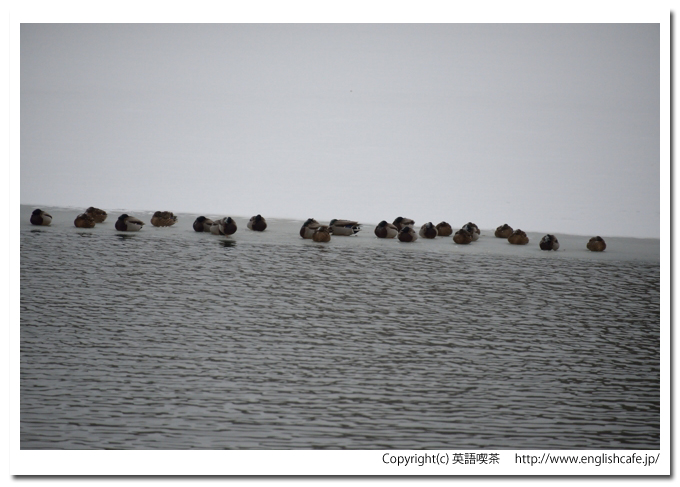 白鳥台セバット、白鳥台セバットから見る対岸のカモたち（北海道七飯町）