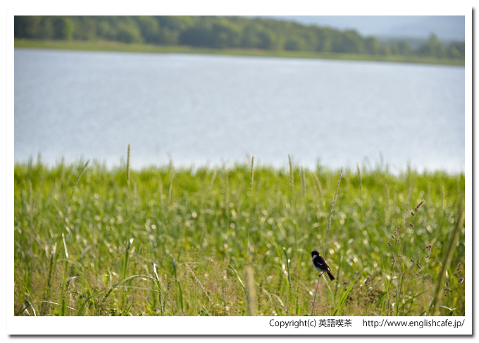 シブノツナイ湖、シブノツナイ湖とノビタキの景色（北海道紋別市）
