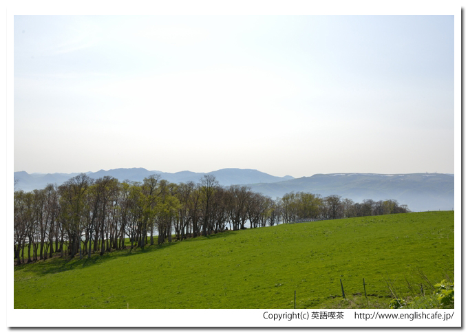 城岱牧場、少し左へ視線を移して見られる木々（北海道七飯町）