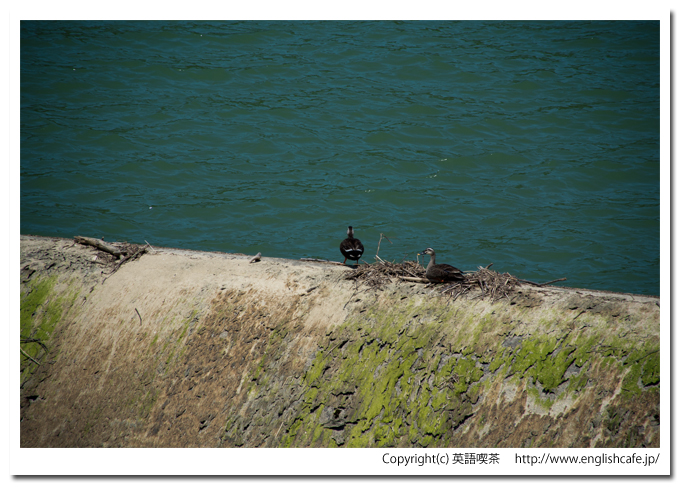 上磯ダムの洪水吐とカモ（北海道北斗市）