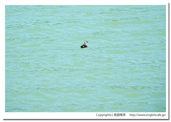 上磯ダムのダム湖とカモ（北海道北斗市）