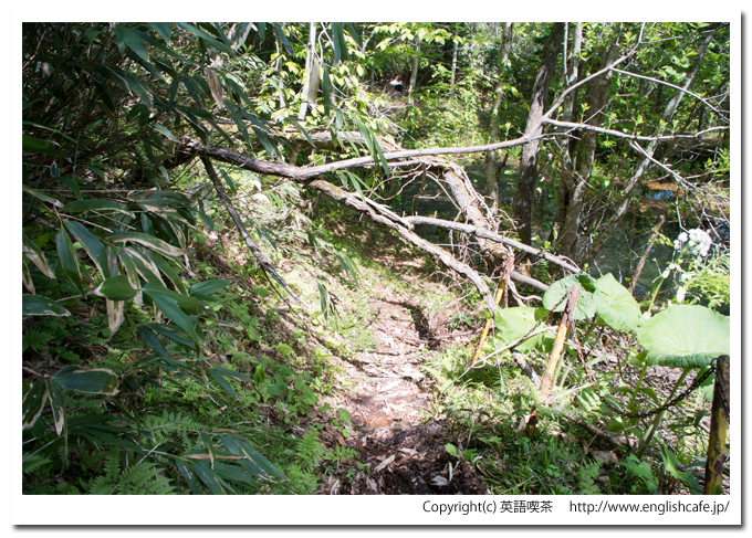 赤沼と木の枝（北海道函館市）