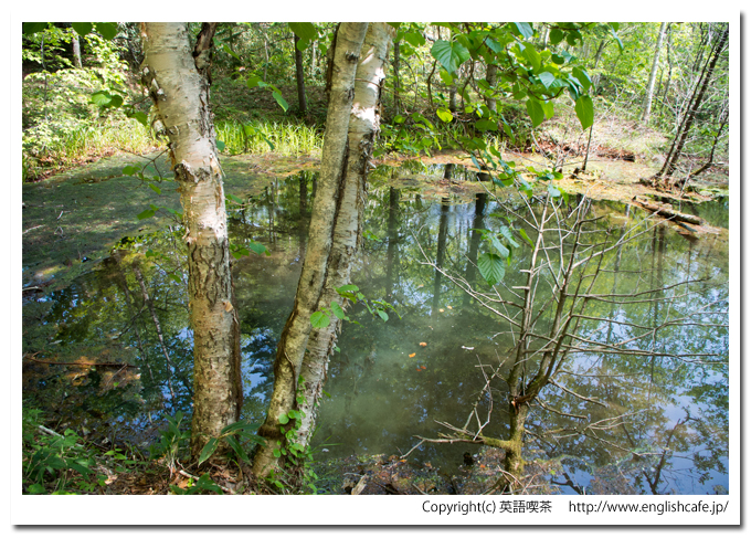 赤沼の周囲（北海道函館市）