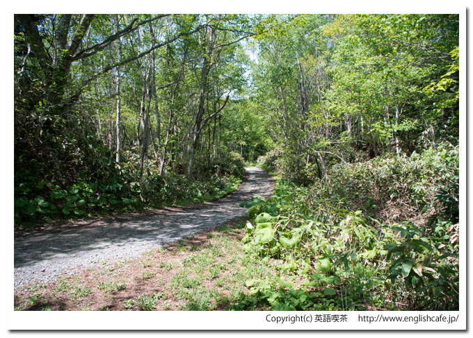 赤沼までの林道（北海道函館市）