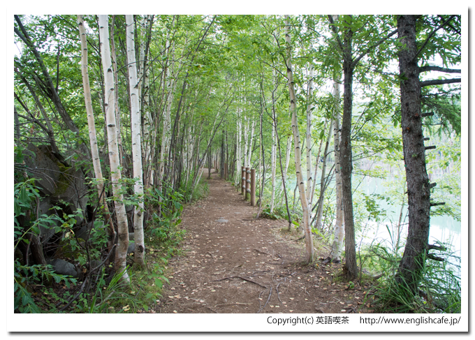 青い池、青い池周辺の散策路（北海道美瑛町）