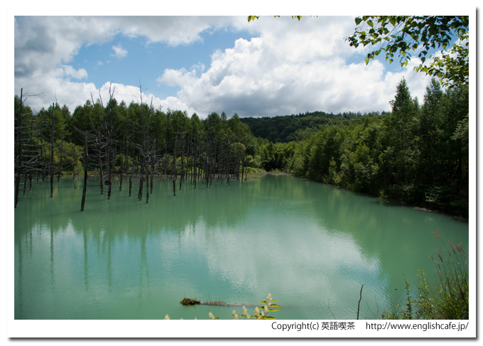 青い池、散策路の曲がりと池の景色（北海道美瑛町）