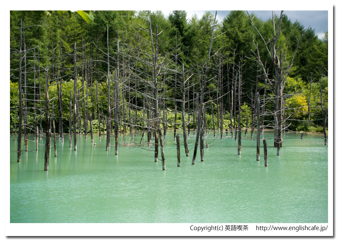 青い池、散策路の曲がり角から見る、異なる景色の青い池、そこから少しアップで（北海道美瑛町）