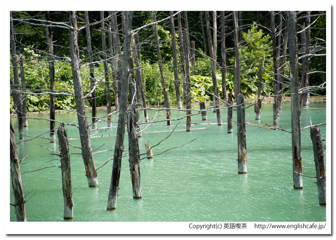 青い池、散策路の曲がり角から見る、異なる景色の青い池、さらにアップで（北海道美瑛町）