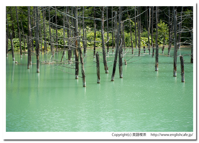 青い池、散策路の曲がり角から見る、異なる景色の青い池、そこから視線を移して（北海道美瑛町）