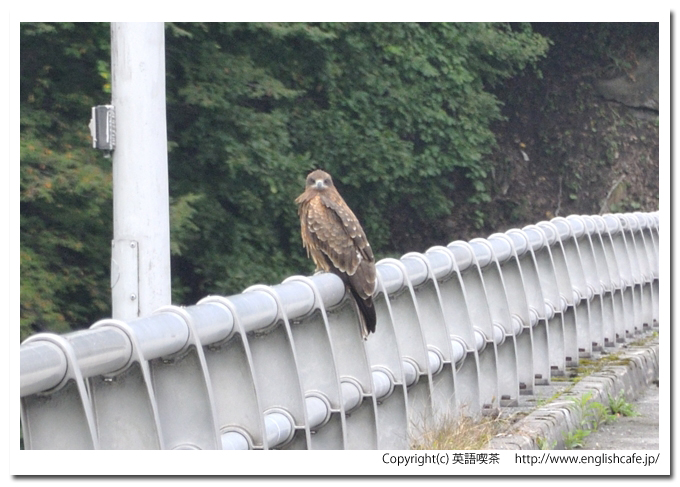 厚真ダム、天端でワシ（北海道厚真町）