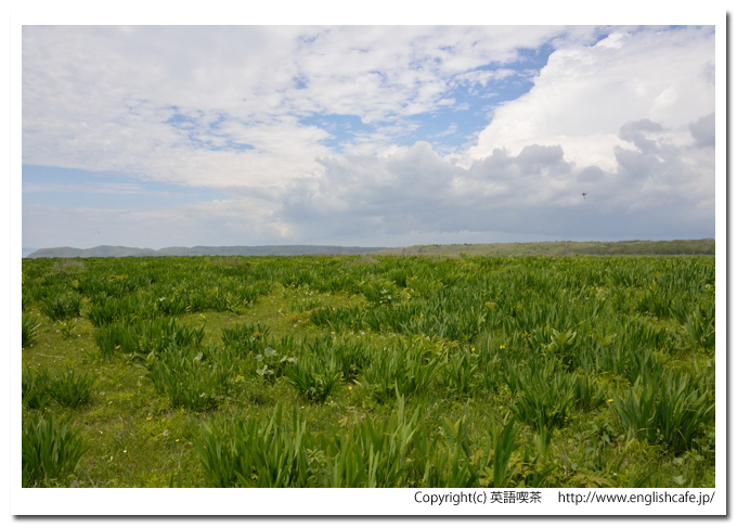 原生花園あやめヶ原、原生花園の草原風景（北海道厚岸郡厚岸町）