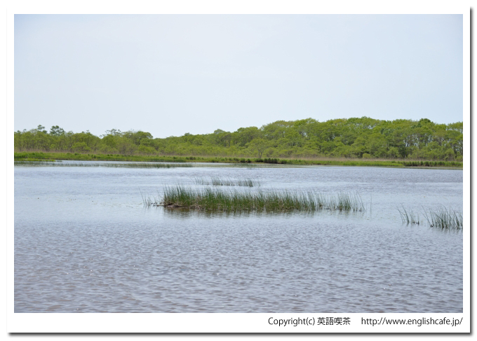 茨散沼、茨散沼の湖面（北海道野付郡別海町）
