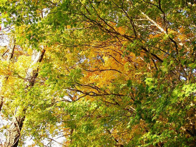 八郎沼の遊歩道と紅葉（北海道北斗市）