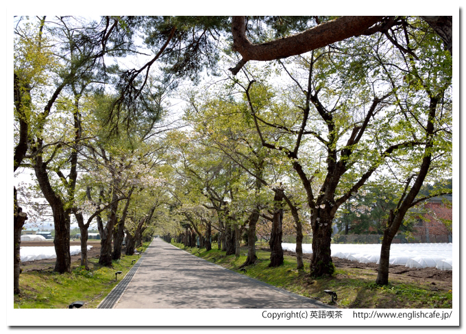 松前藩戸切地陣屋跡、陣屋跡前の桜並木（北海道北斗市）