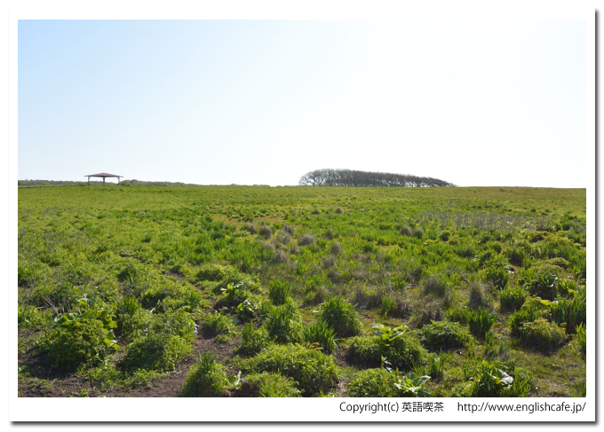 北方原生花園とミズナラ風衝林（北海道根室市）、北方原生花園の入口あたりから見る原生花園