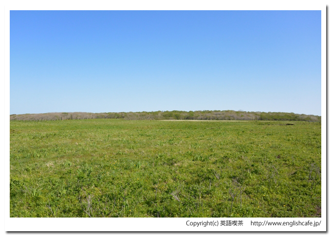 北方原生花園とミズナラ風衝林（北海道根室市）、木道から見る原野と林