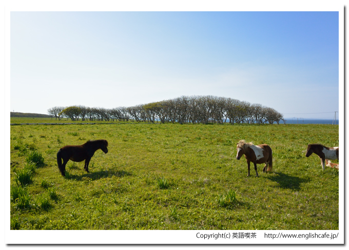 北方原生花園とミズナラ風衝林（北海道根室市）、ミズナラ風衝林とポニーたち