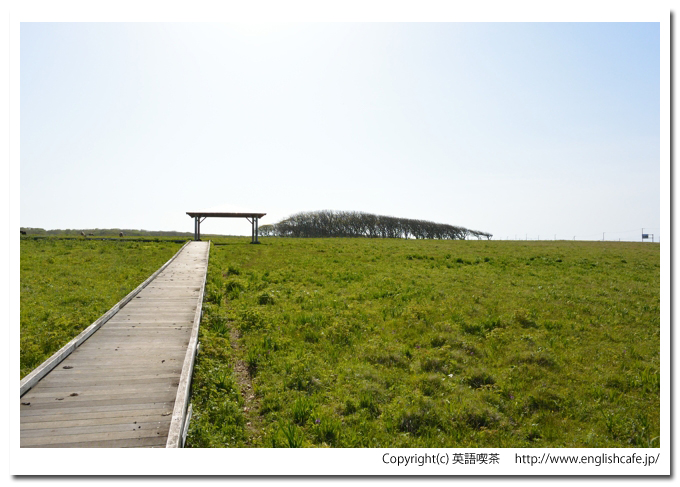 北方原生花園とミズナラ風衝林（北海道根室市）、草原をとおる木道とミズナラ風衝林