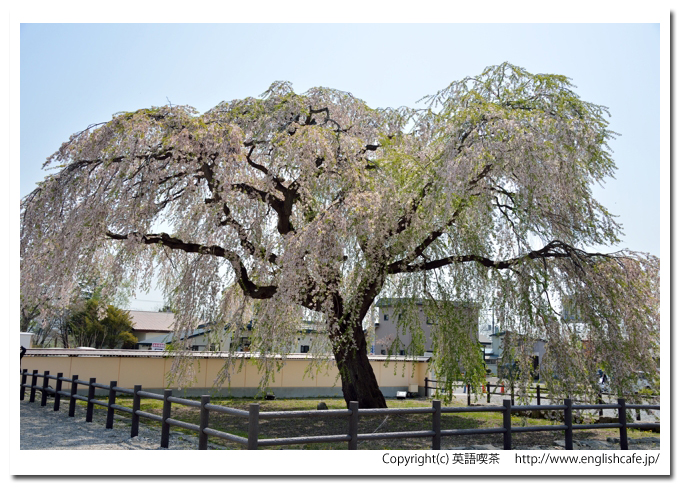 法亀寺のしだれ桜、しだれ桜の全体像（北海道北斗市）