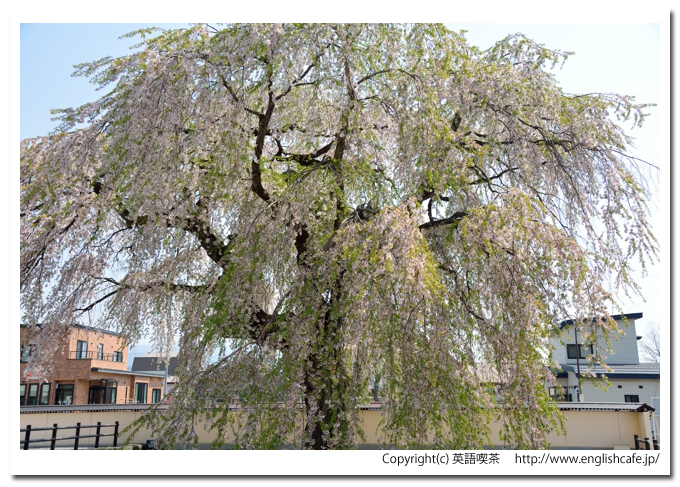 法亀寺のしだれ桜、しだれ桜を別のアングルから（北海道北斗市）