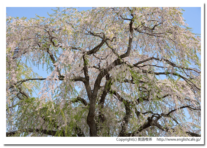 法亀寺のしだれ桜、しだれ桜を少し上のほうから（北海道北斗市）
