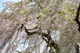 法亀寺のしだれ桜（北海道北斗市）