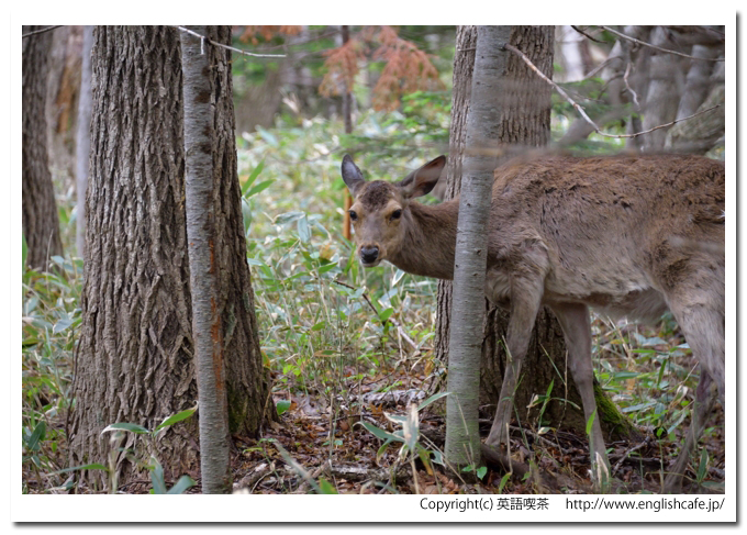 フレペの滝、フレペの滝までの散策路にいるシカ（北海道斜里郡斜里町）
