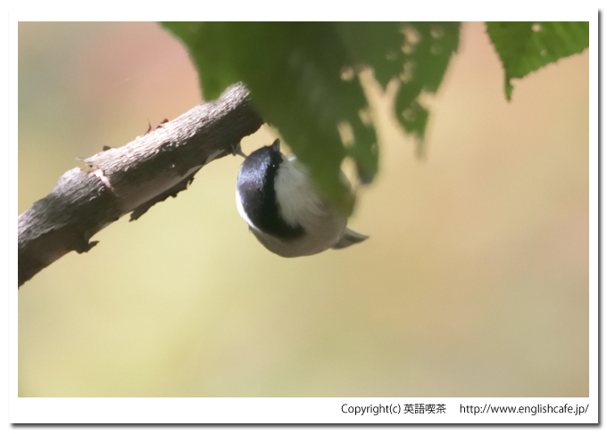 ハシブトガラ1-2