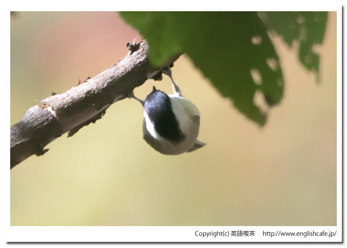 ハシブトガラ1-3