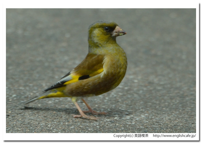 カワラヒワ1-2