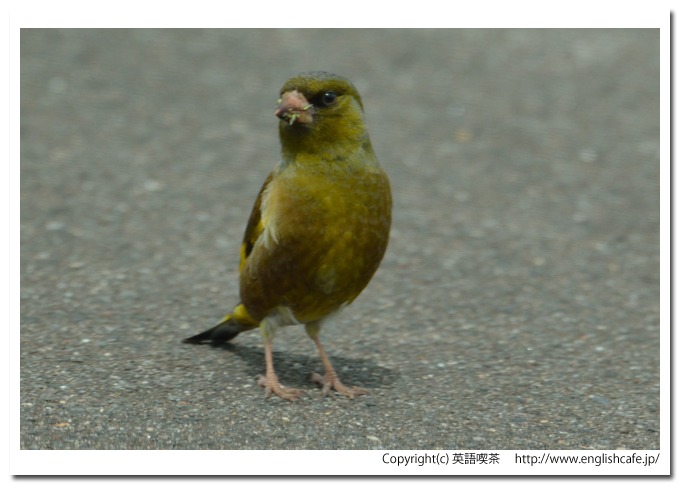 カワラヒワ1-3