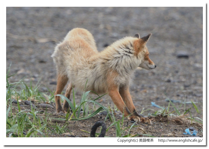 キタキツネ1-1