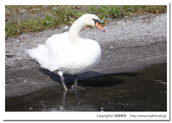 コブハクチョウ２-１