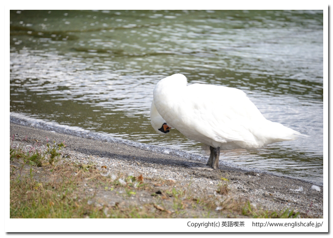 コブハクチョウ２-２