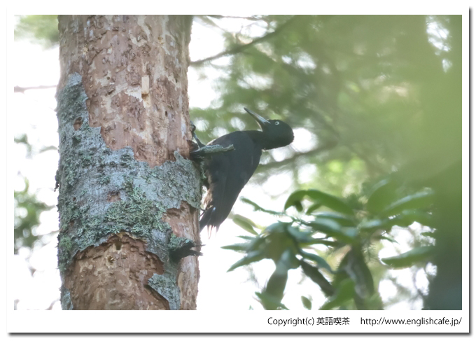 クマゲラ1-2