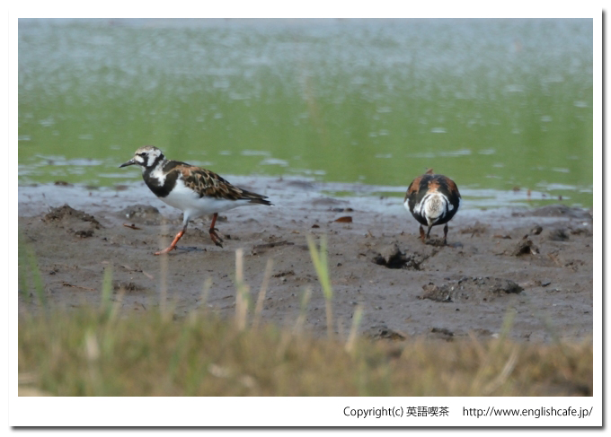 キョウジョシギ1-3