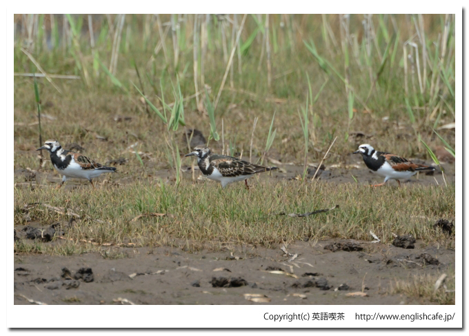 キョウジョシギ1-4
