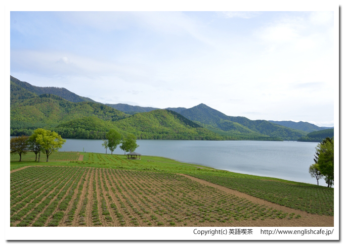 金山ダム、金山ダムのダム湖沿いにあるラベンダー畑（北海道金山ダム）
