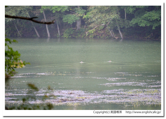 キンムトー、マガモが逃げていくところ（北海道弟子屈町）