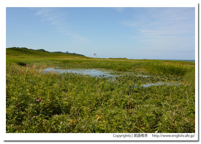こうほね沼、こうほね沼のそばから（北海道稚内市）