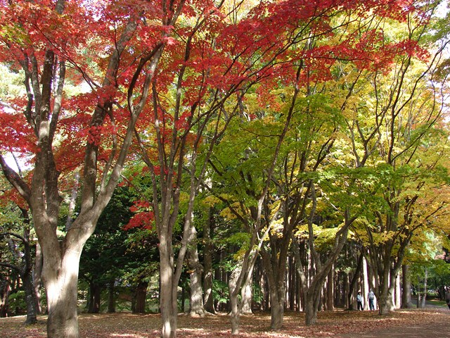 旧岩船氏庭園（香雪園）、紅葉の道（北海道函館市）
