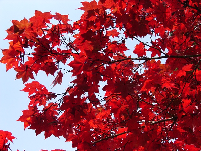 旧岩船氏庭園（香雪園）、紅葉と赤（北海道函館市）