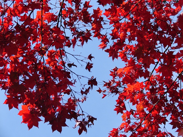 旧岩船氏庭園（香雪園）、紅葉と赤（北海道函館市）