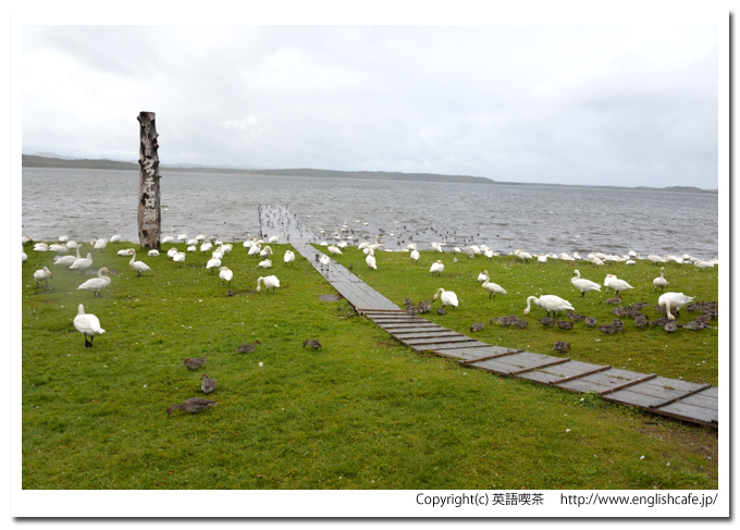 クッチャロ湖、クッチャロ湖の湖岸から（北海道浜頓別町）