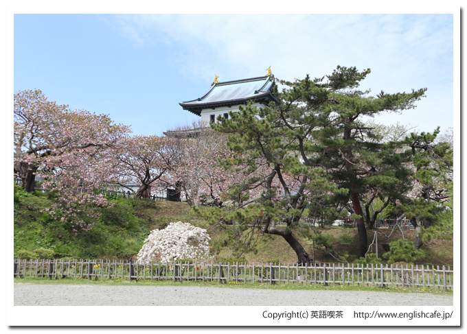 松前城、松前城と桜（北海道松前郡松前町）