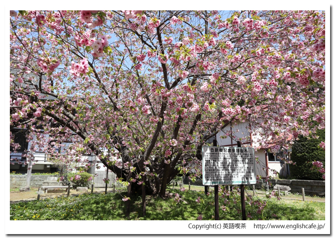 松前城、松前城の血脈桜（北海道松前郡松前町）